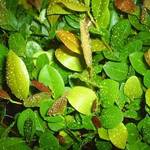 raindrops on shrubs...