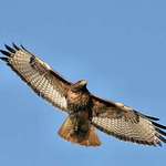 Hawk - For Nova - 