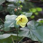Raro Flower #2