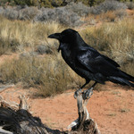 Raven