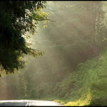 Rays of Sunshine