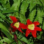 red and yellow flowers