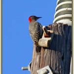 Red Bellied Woodpecker