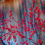 Red Berries Decorate the Winter