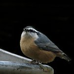 Red breasted Nuthatch