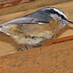 Red breasted Nuthatch