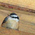 Red breasted Nuthatch