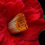Red Camellia