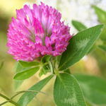 Red Clover 