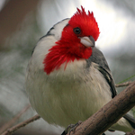 Red-headed Cardinal