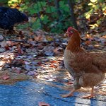 Red Hen