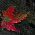 Red Leaf