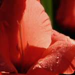 Red Lily