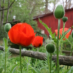 Red Poppies In Fence 5