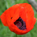 Red Poppy 1