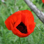 Red Poppy 2