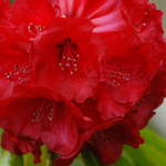 Red Rodo