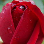 Red Rose
