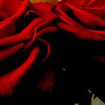red roses
