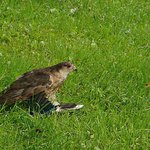 Red tailed Hawk