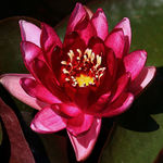 Red Water Lily