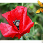 Red, Wild Poppy