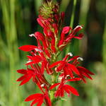 Red Wildflower