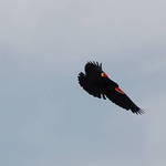 Red Winged Blackbird In Flight