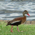 new duck