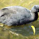 Red-knobbed Coot