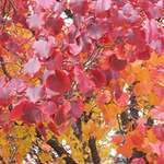 Red Leaves