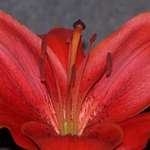 Red Lilly