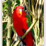 Red Parrot