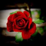 Red Rose