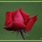 Red Rose
