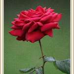 Red rose 2