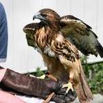 Red Tailed Hawk "Ladyhawk"