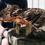 Red Tailed Hawk's red tail & wingspan