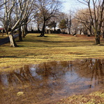 reflected trees