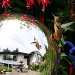 Reflections in Mirrorball, Hummingbird & Garden