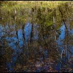Reflections