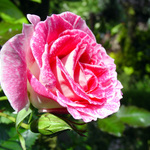 Regensburg Rose