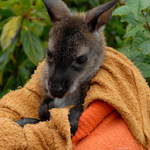 Rescued Baby