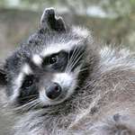 Mama Raccoon Resting, in the wild