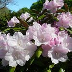 Rhododendron 1