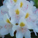 Rhododendron Bloom