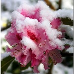 Rhododendron With Snow