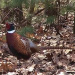 Ringneck