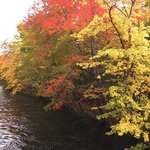 River Foliage