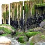 Tidal Damage #2